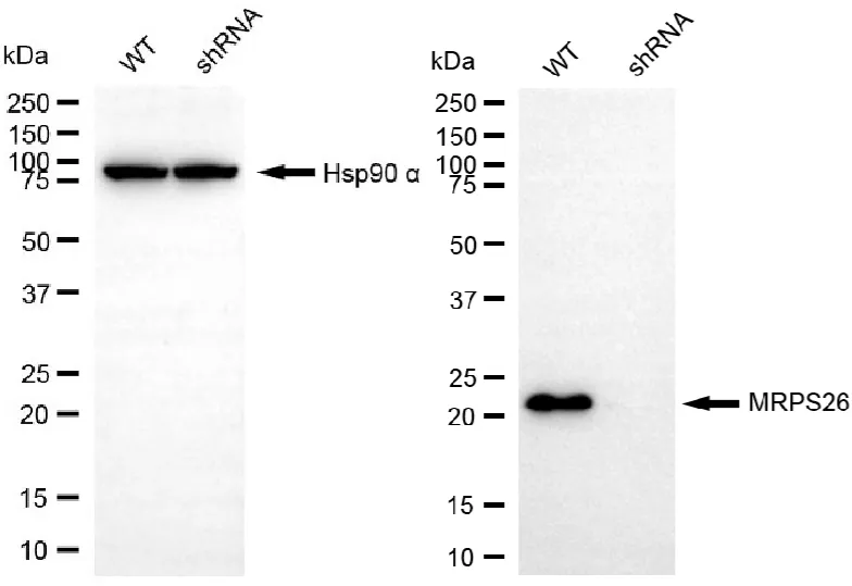 KD-Validated MRPS26 Recombinant Rabbit Monoclonal Antibody