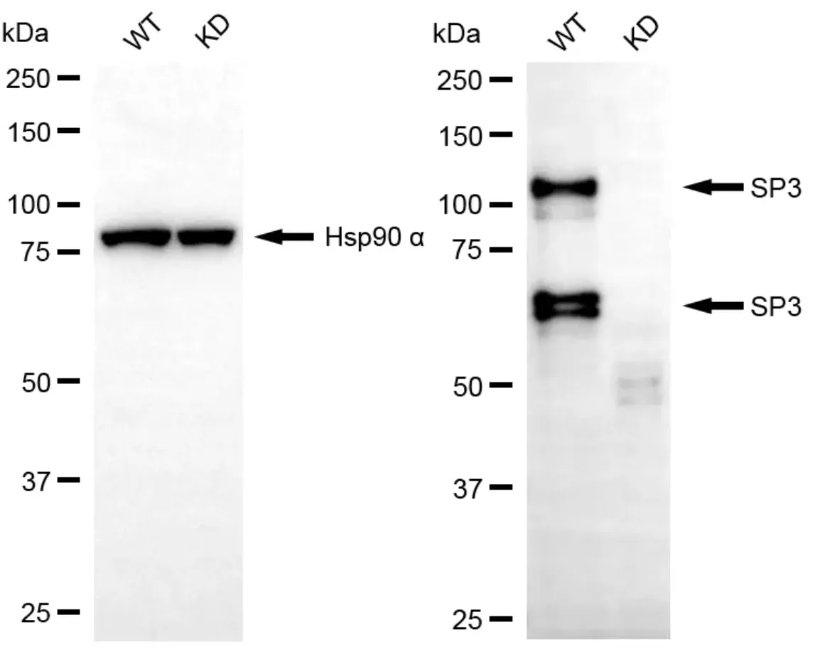 KD-Validated SP3 Mouse Oligoclonal Antibody