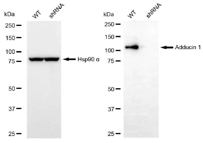 KD-Validated ADD1 Mouse Oligoclonal Antibody