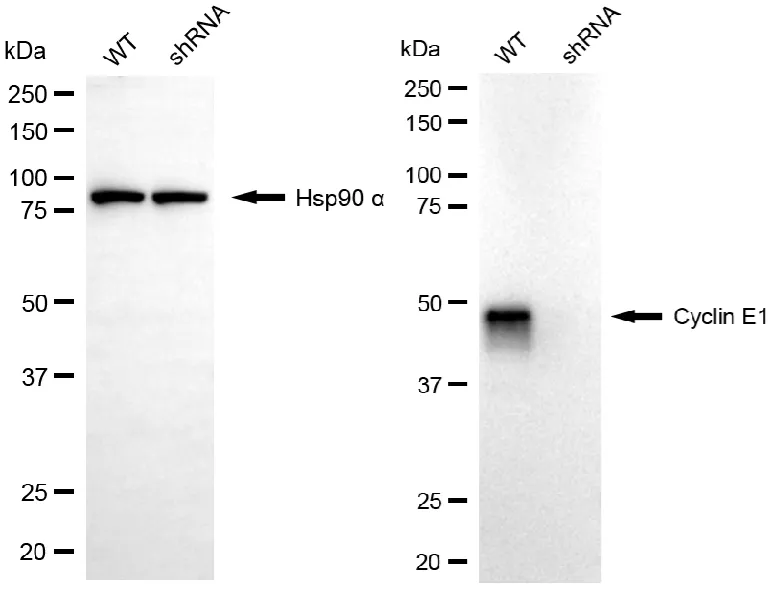 KD-Validated Cyclin E1 Recombinant Rabbit Monoclonal Antibody