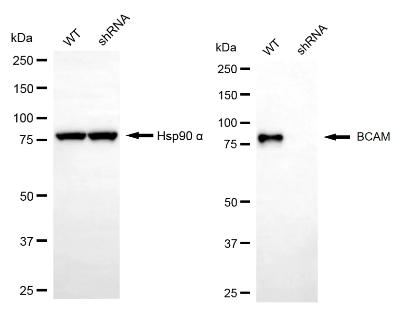 KD-Validated BCAM Recombinant Rabbit Monoclonal Antibody