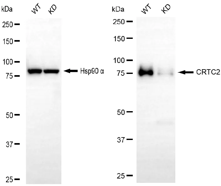 KD-Validated CRTC2 Recombinant Rabbit Monoclonal Antibody