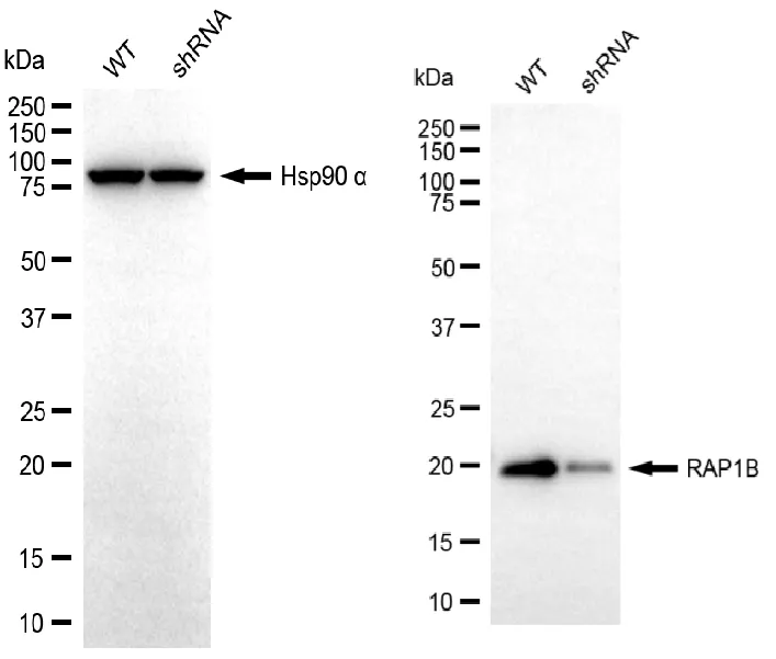 KD-Validated RAP1B Recombinant Rabbit Monoclonal Antibody