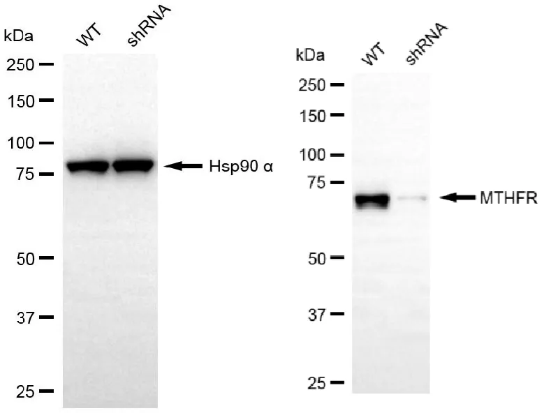 KD-Validated MTHFR Recombinant Rabbit Monoclonal Antibody