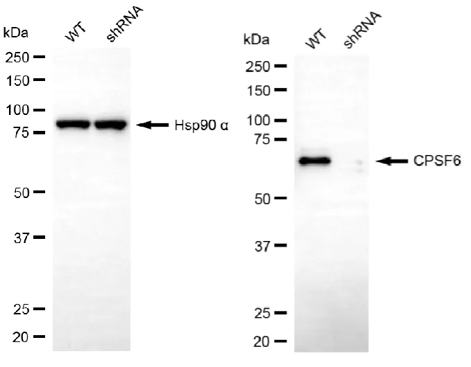 KD-Validated CPSF6 Recombinant Rabbit Monoclonal Antibody
