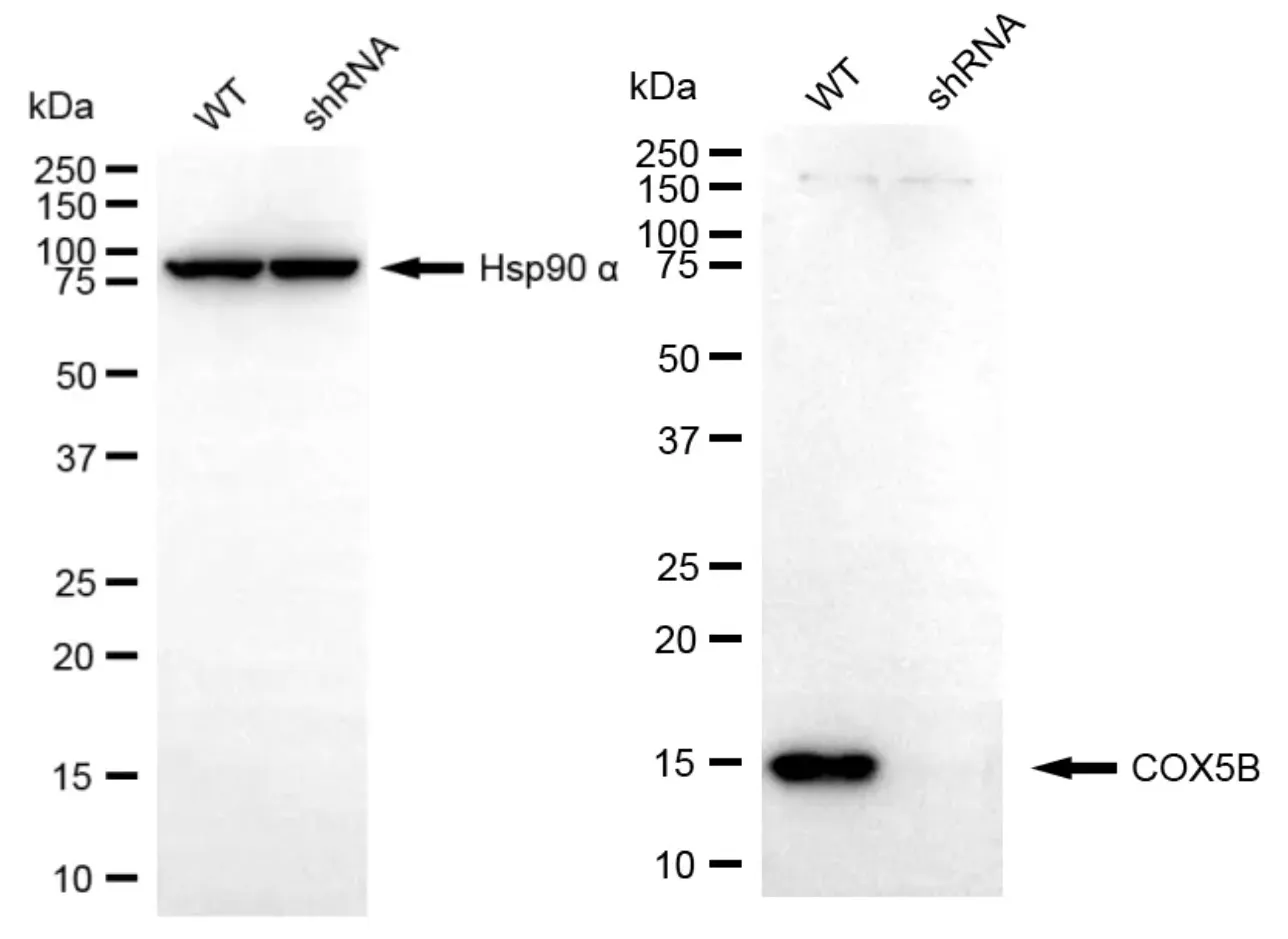KD-Validated COX5B Recombinant Rabbit Monoclonal Antibody