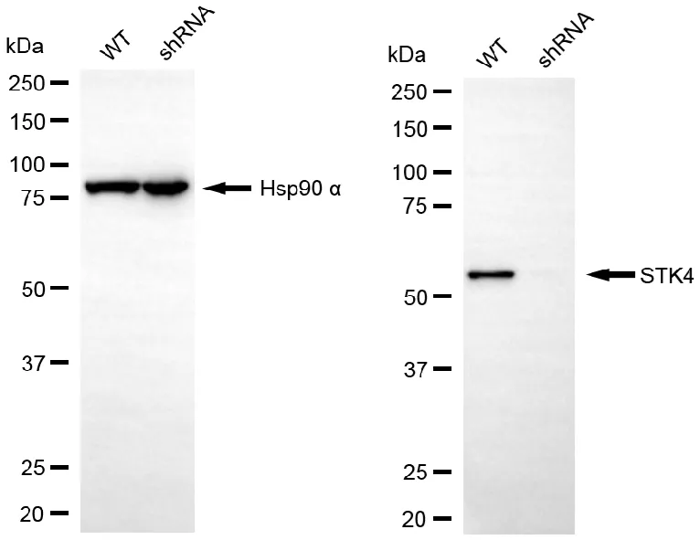 KD-Validated STK4 Recombinant Rabbit Monoclonal Antibody