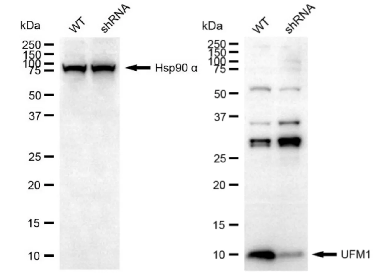 KD-Validated UFM1 Recombinant Rabbit Monoclonal Antibody