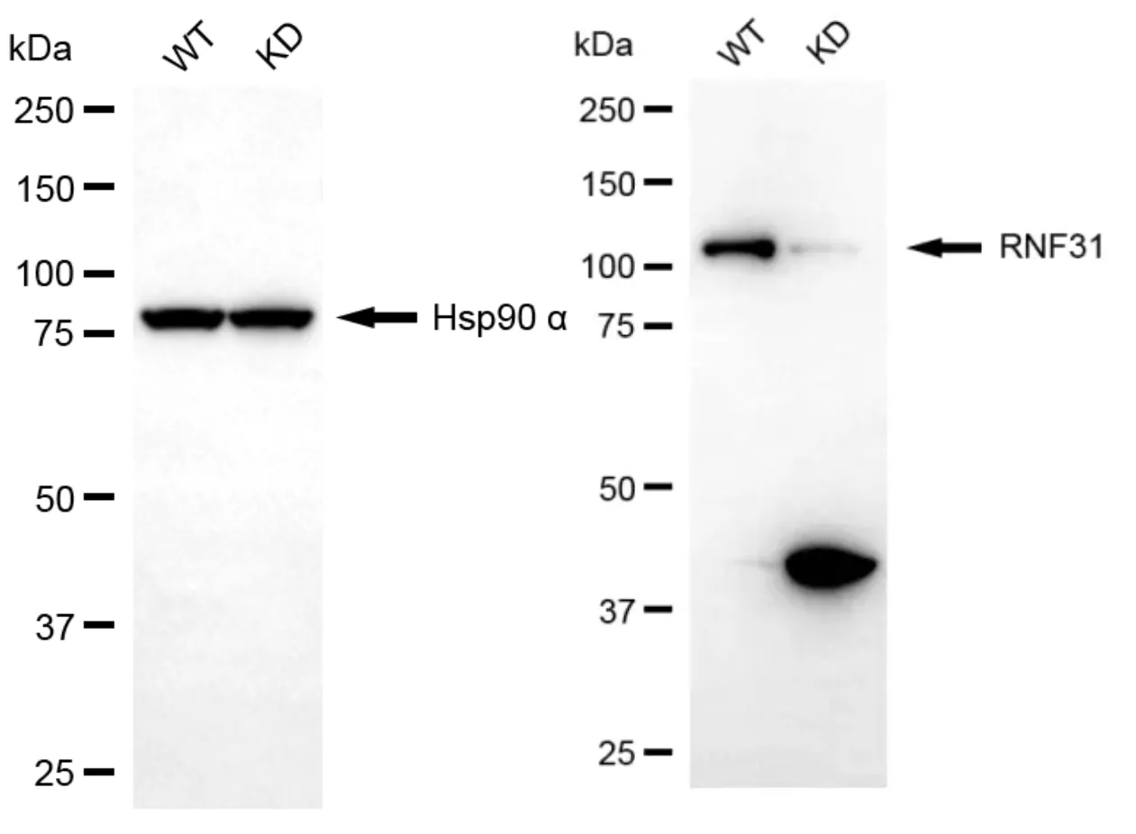 KD-Validated RNF31 Mouse Oligoclonal Antibody
