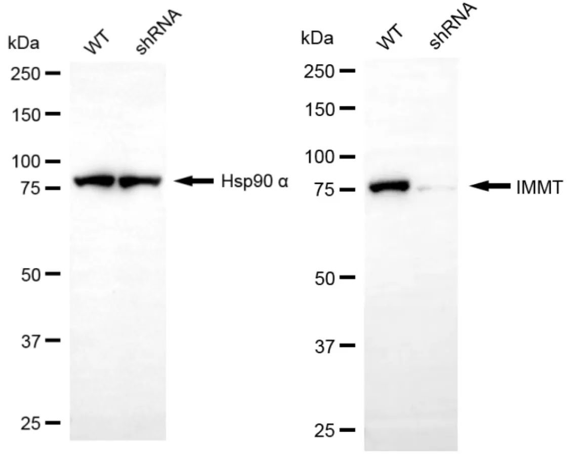 KD-Validated IMMT Mouse Monoclonal Antibody