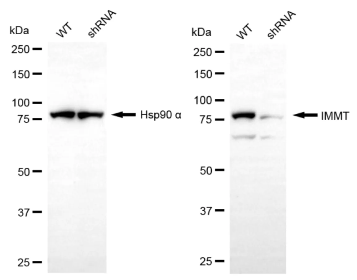 KD-Validated IMMT Mouse Monoclonal Antibody