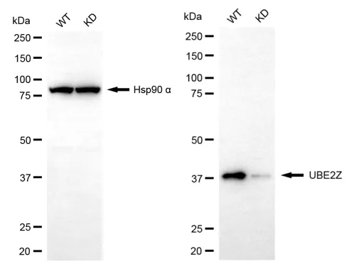 KD-Validated UBE2Z Mouse Monoclonal Antibody