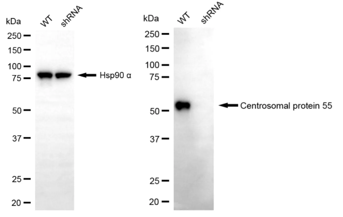 KD-Validated CEP55 Mouse Monoclonal Antibody