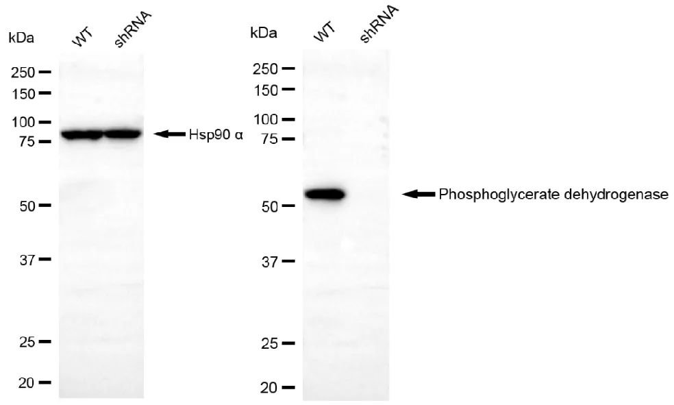 KD-Validated PHGDH Mouse Monoclonal Antibody