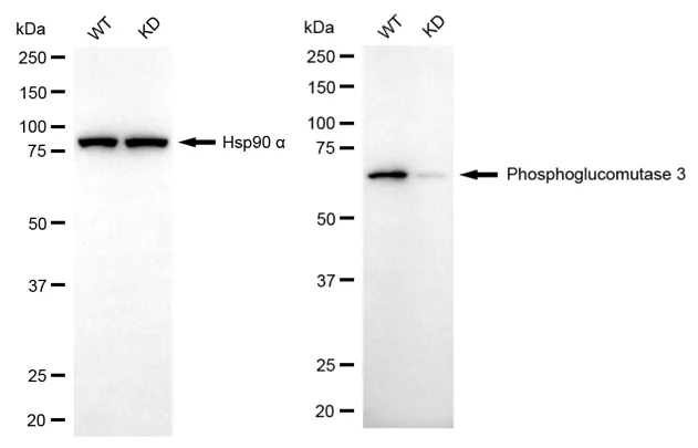 KD-Validated Phosphoglucomutase 3 Mouse Monoclonal Antibody