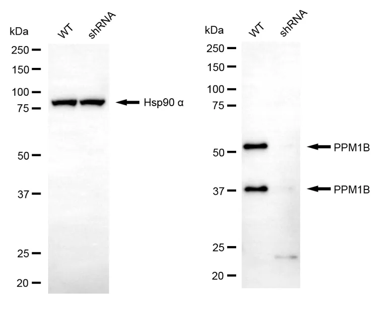 KD-Validated PPM1B Mouse Monoclonal Antibody