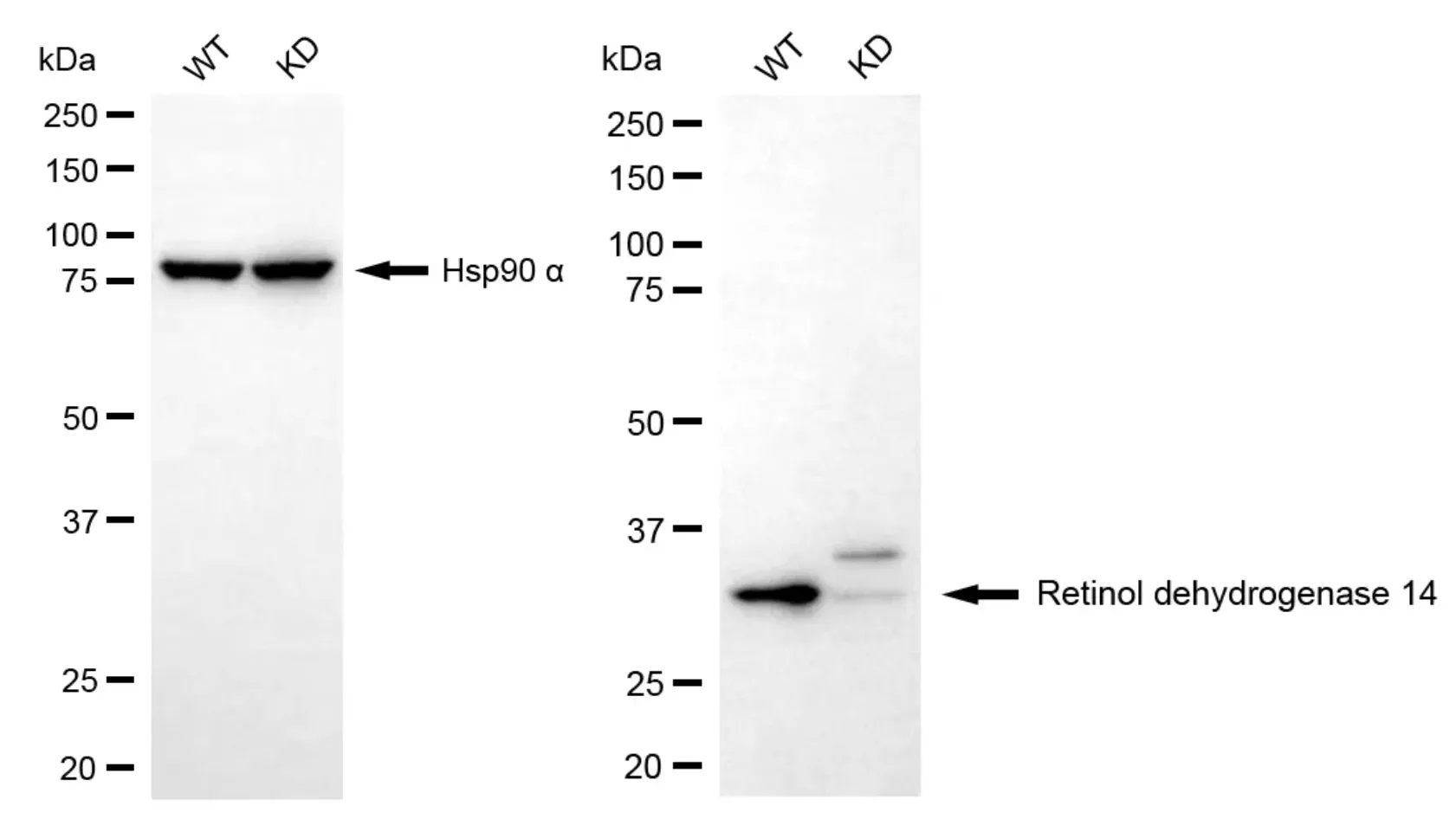 KD-Validated RDH14 Mouse Monoclonal Antibody