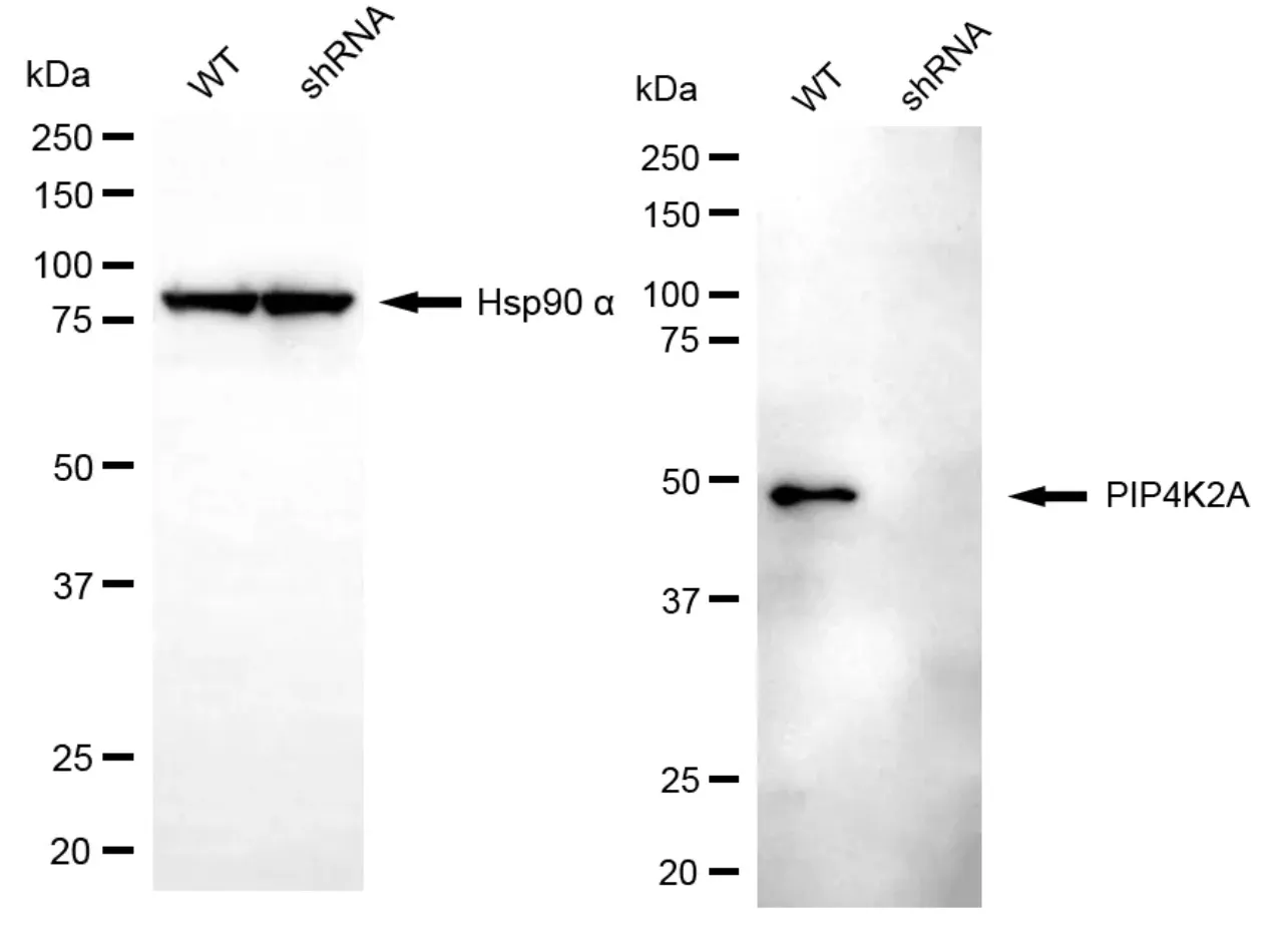 KD-Validated PIP4K2A Mouse Monoclonal Antibody