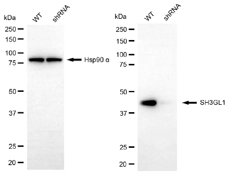 KD-Validated SH3GL1 Mouse Monoclonal Antibody