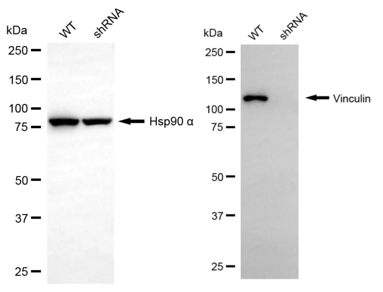 KD-Validated Vinculin Rabbit Polyclonal Antibody