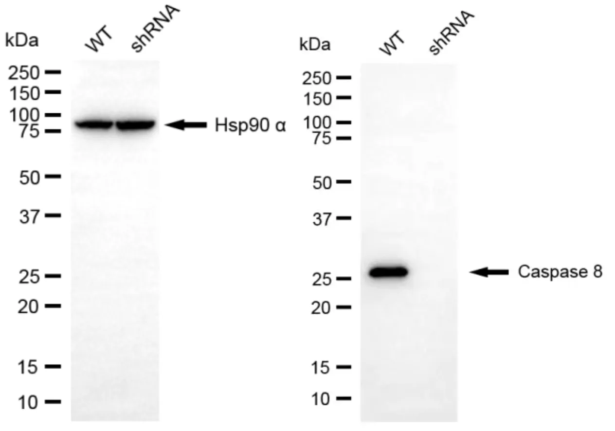 KD-Validated Cleaved-Caspase 8 Rabbit Polyclonal Antibody