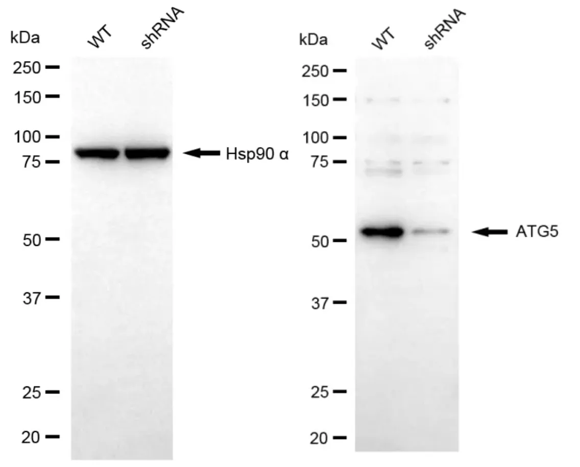 KD-Validated ATG5 Rabbit Polyclonal Antibody