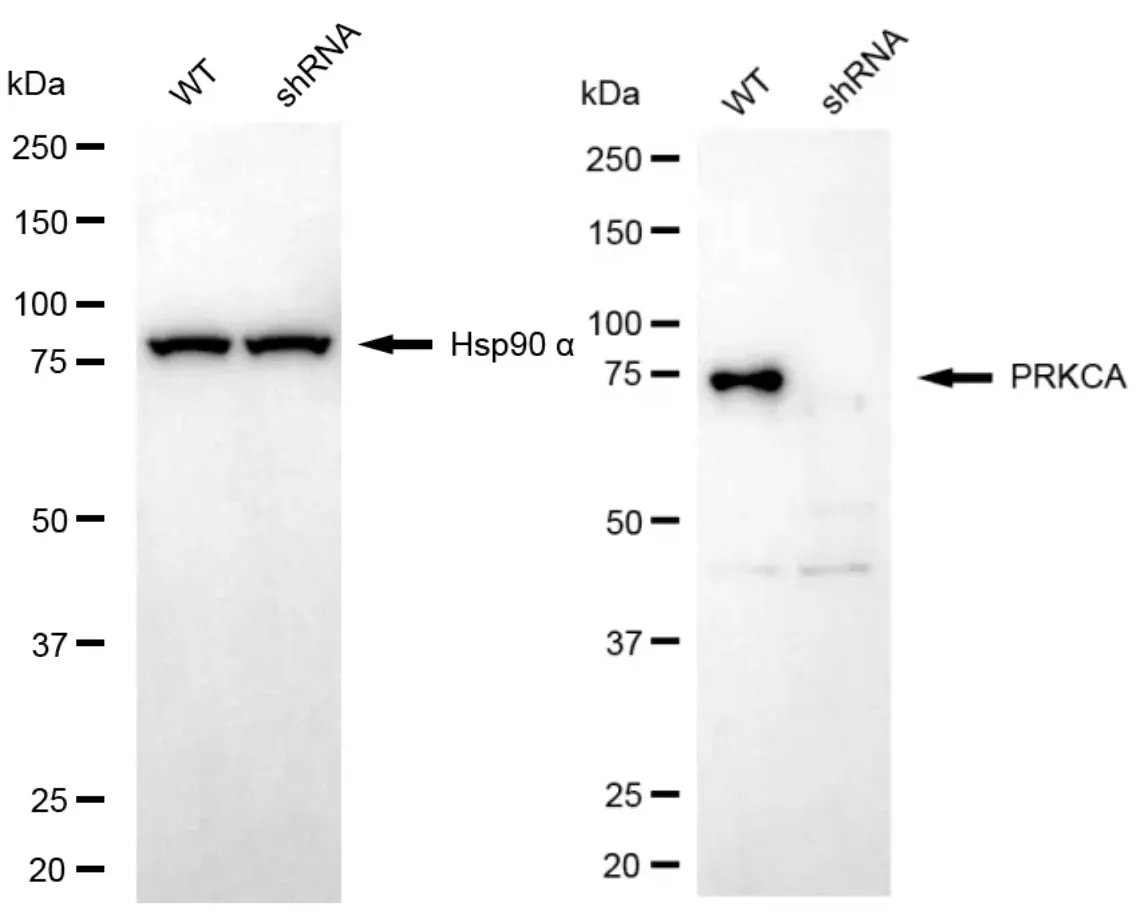 KD-Validated PRKCA Rabbit Polyclonal Antibody