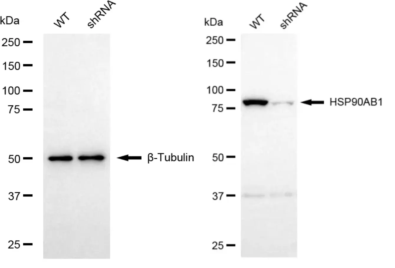 KD-Validated HSP90AB1 Rabbit Polyclonal Antibody