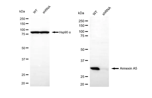 KD-Validated Annexin A5 Rabbit Polyclonal Antibody
