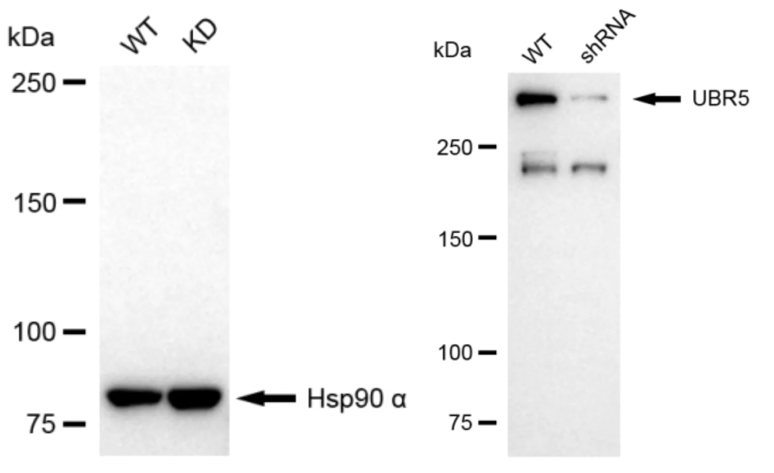 KD-Validated UBR5 Rabbit Polyclonal Antibody