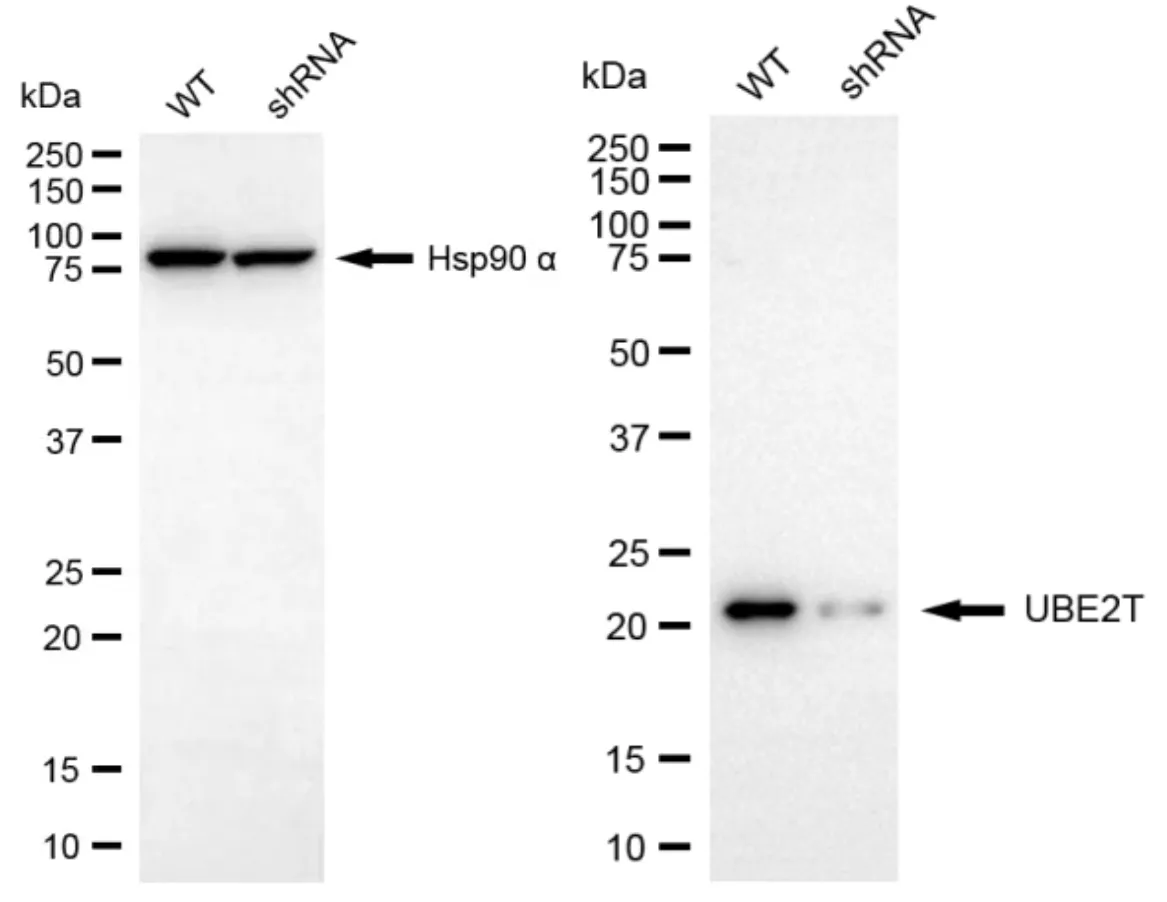 KD-Validated UBE2T Rabbit Polyclonal Antibody