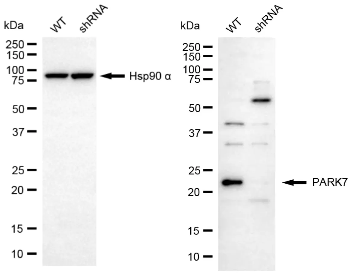 KD-Validated PARK7 Rabbit Polyclonal Antibody