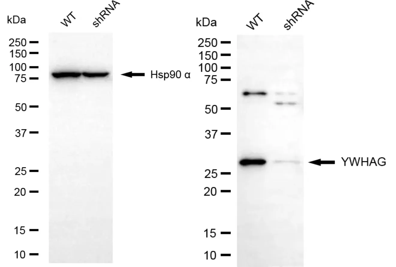 KD-Validated YWHAG Rabbit Polyclonal Antibody