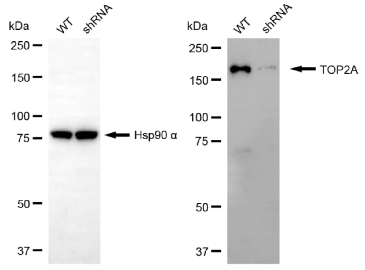 KD-Validated TOP2A Rabbit Polyclonal Antibody