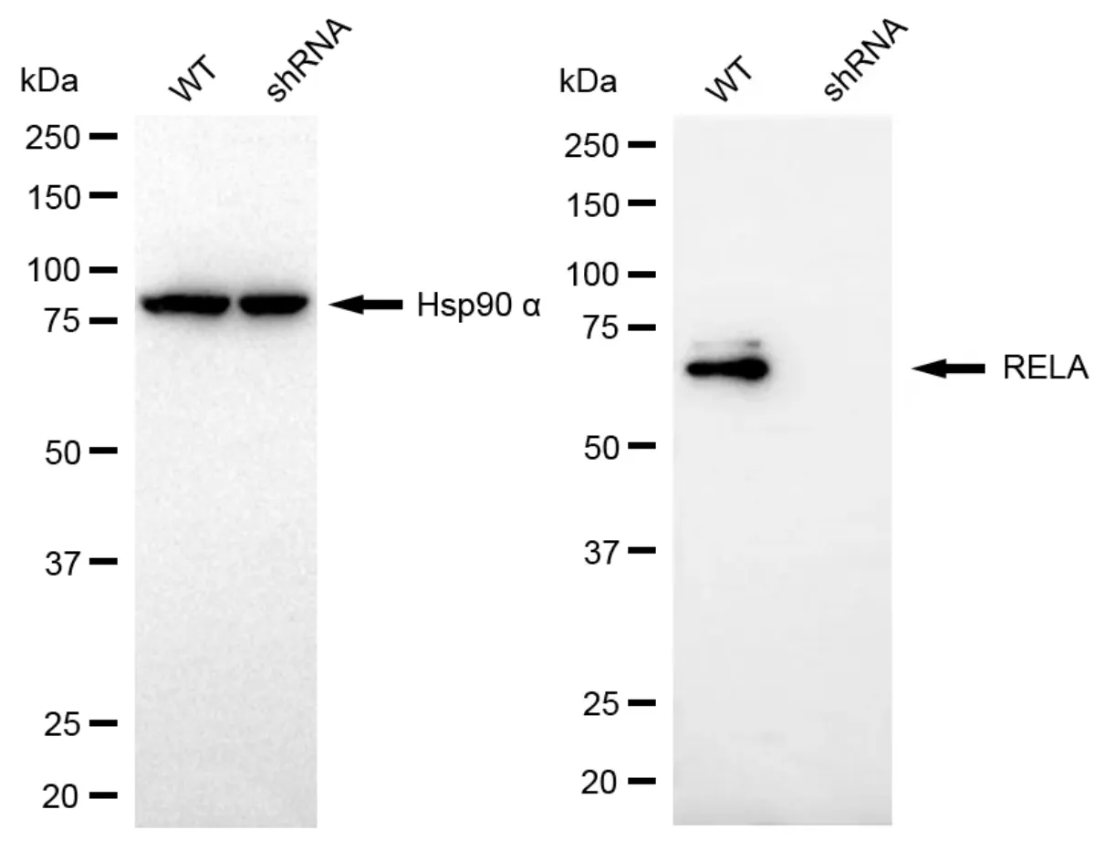 KD-Validated RELA Rabbit Polyclonal Antibody
