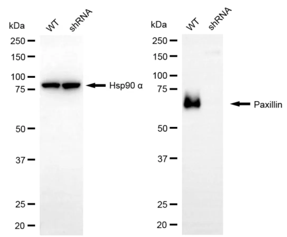 KD-Validated Paxillin Rabbit Polyclonal Antibody
