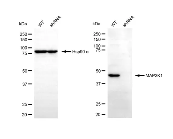 KD-Validated MAP2K1 Rabbit Polyclonal Antibody