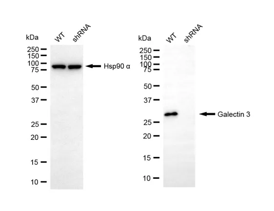 KD-Validated Galectin 3 Rabbit Polyclonal Antibody