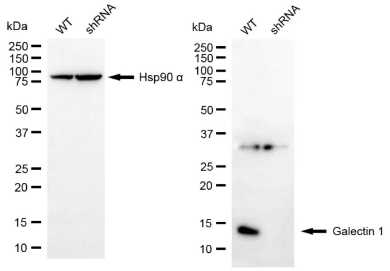KD-Validated Galectin 1 Rabbit Polyclonal Antibody