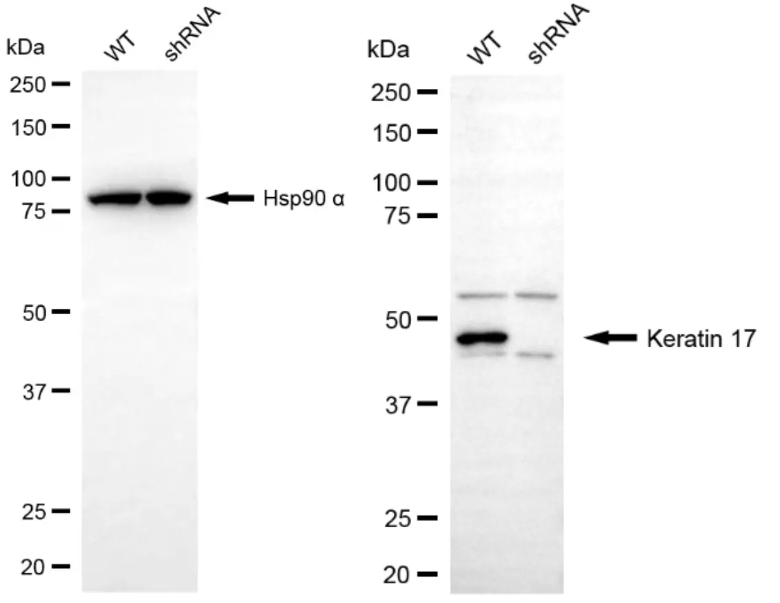 KD-Validated Keratin 17 Rabbit Polyclonal Antibody