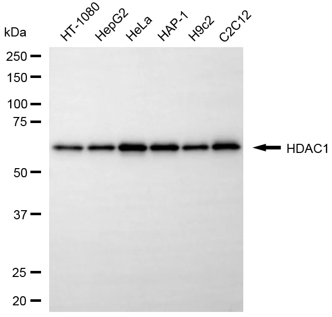 WesternBlot(WB) - KD-Validated HDAC1 Rabbit Polyclonal Antibody KVAb00475