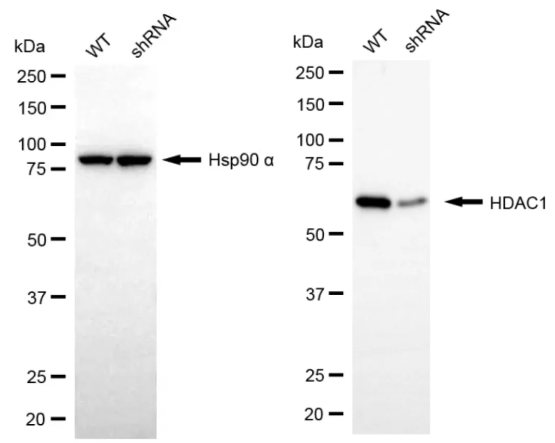 WesternBlot(WB) - KD-Validated HDAC1 Rabbit Polyclonal Antibody KVAb00475