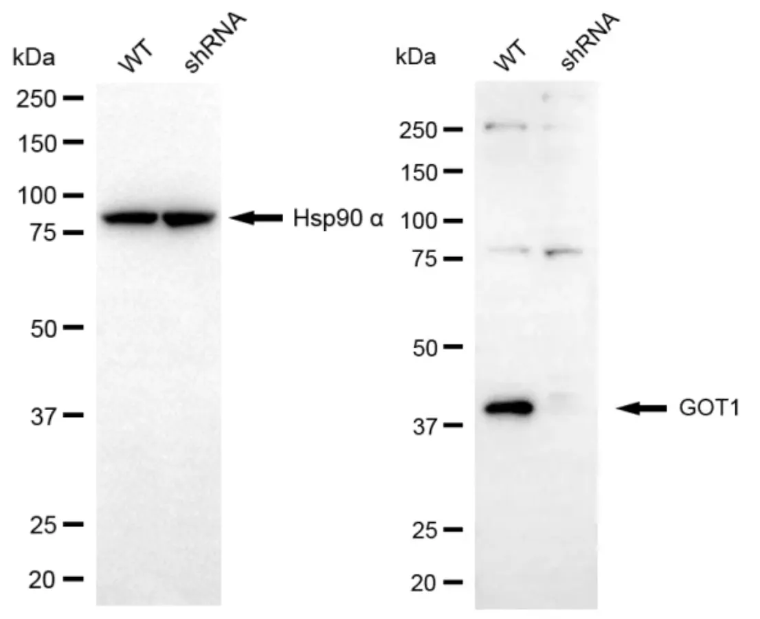 KD-Validated GOT1 Rabbit Polyclonal Antibody