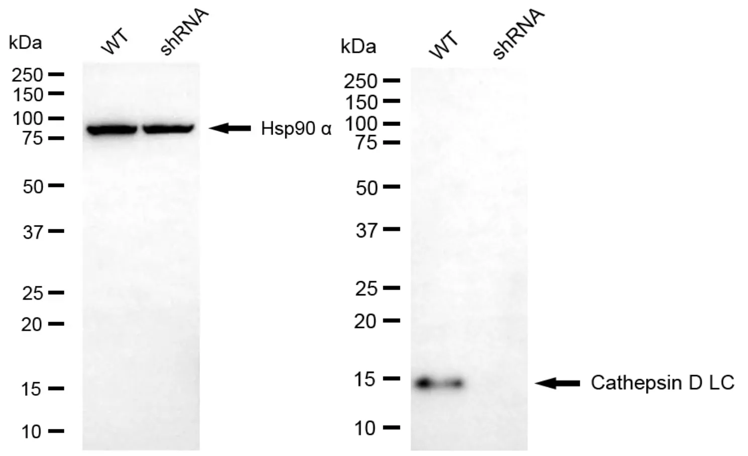 KD-Validated Cathepsin D LC Rabbit Polyclonal Antibody