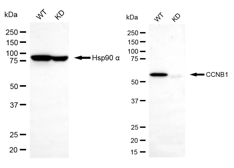 KD-Validated Cyclin B1 Rabbit Polyclonal Antibody