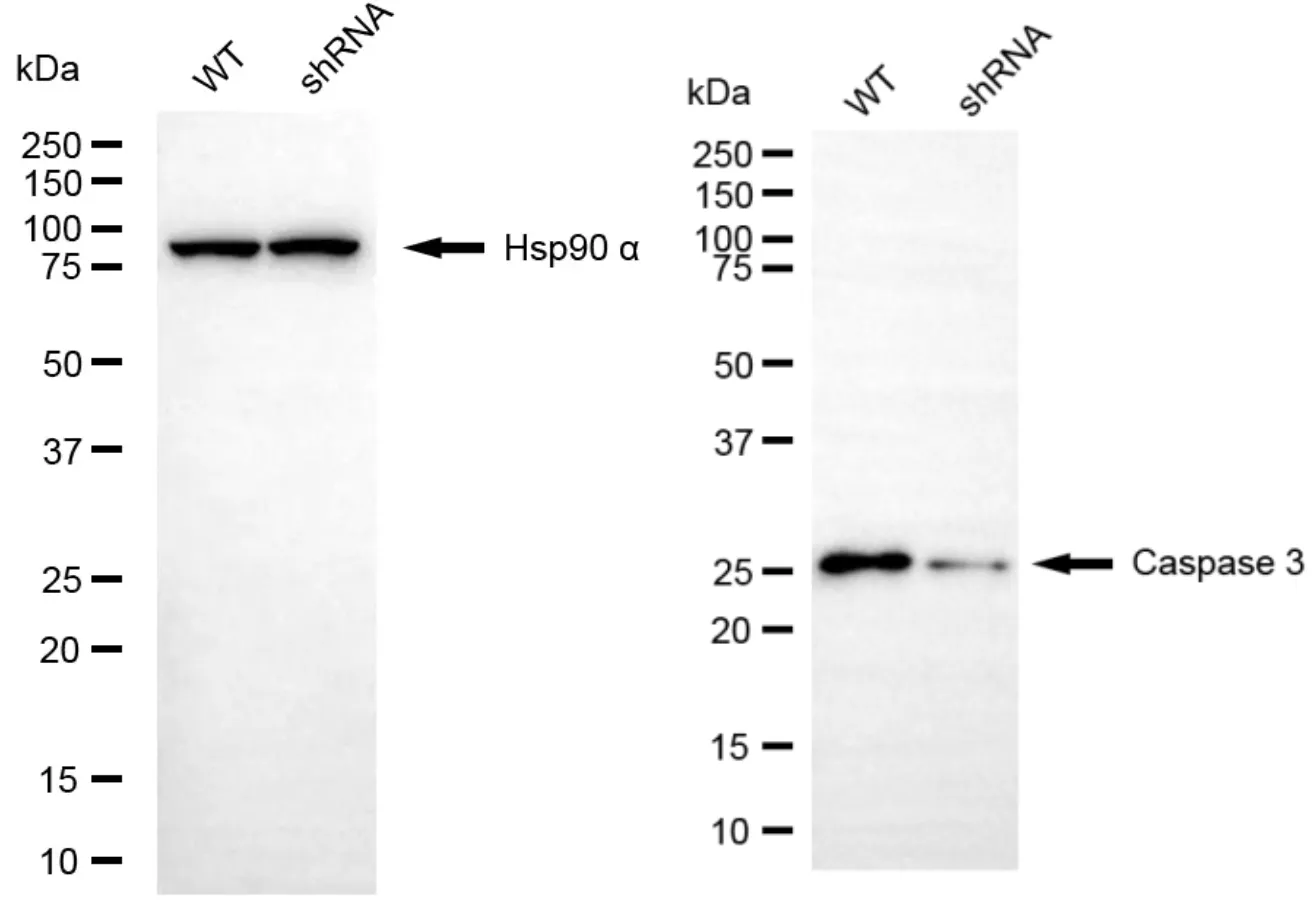 KD-Validated Caspase 3 Rabbit Polyclonal Antibody