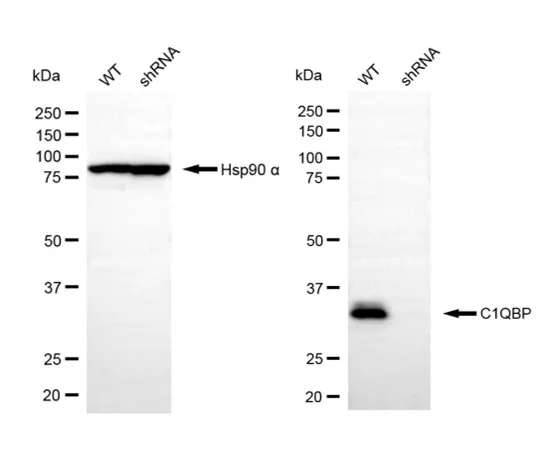 KD-Validated C1QBP Rabbit Polyclonal Antibody