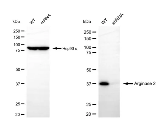 KD-Validated Arginase 2 Rabbit Polyclonal Antibody
