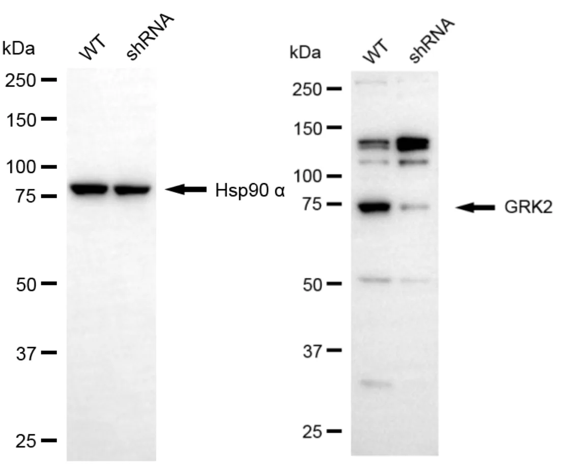 KD-Validated GRK2 Rabbit Polyclonal Antibody