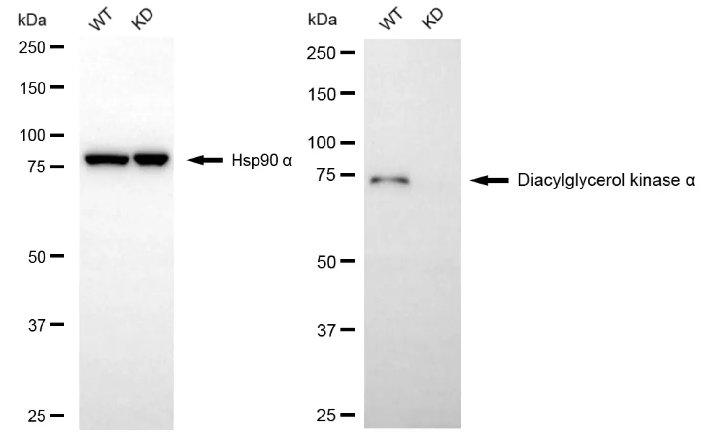 KD-Validated DGKA Recombinant Rabbit Monoclonal Antibody